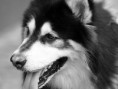 /album/hayvanlar-alemi/www-wallpapersharing-com-black-white-photo-of-alaskan-malamute-jpg/